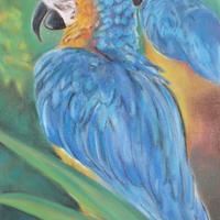 Le Ara bleu