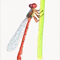 Agrion délicat, Lac tourbière de Lacoste, Cros (63)