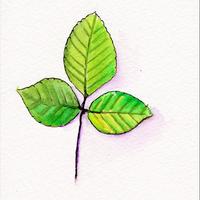 Feuille de hêtre, Mazayes(63)