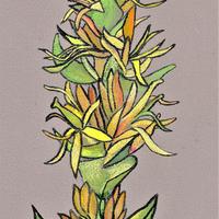 Gentiane, Laqueuille (63)