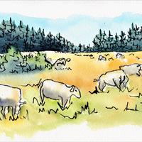 Les estives de moutons, Recoleine (63)