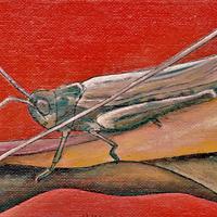 Sauterelle, Saint-Donat (63)