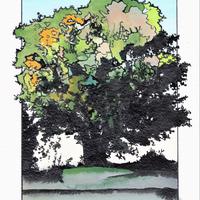 Tilleul de Sully, Saint-Sauves d'Auvergne (63)