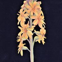 Ligulaire de Sibérie